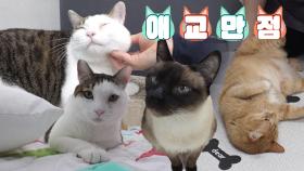 친화력 만점! 애교 넘치는 6마리 유기묘들♡