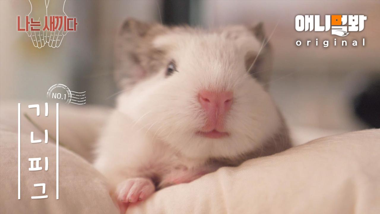 나는 태어난 지 7일 된 기니피그 새끼다 [애니멀봐 나새끼 1호]ㅣI’m A Guinea Pig, Was Born Exactly A Week Now | ZUM TV