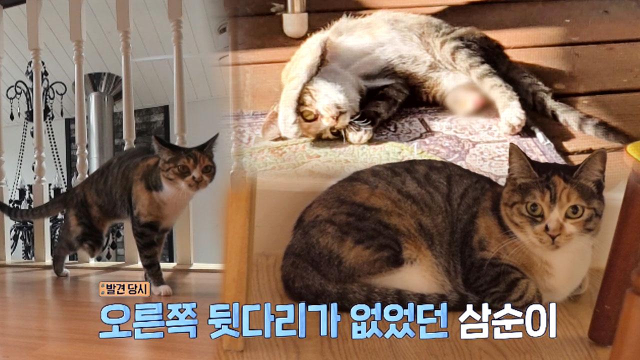집냥이지만 길냥이, 경계심이 심한 삼순이 | ZUM TV