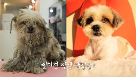 무사히 구조 성공! 이후 2시간에 걸친 렛미견 대작전