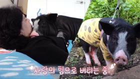 천방지축 마숑이의 바람 잘 날 없는 하루