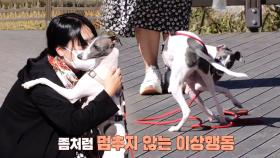 시도 때도 없이 제자리를 빙빙 도는 두리!