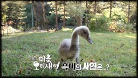[11월 13일 예고] 현실판 미운 오리 새끼 흑미의 사연은?