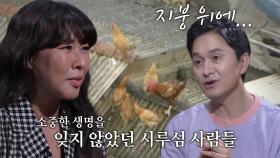 급박한 상황 속에서 가축들을 잊지 않고 풀어주는 시루섬 사람들