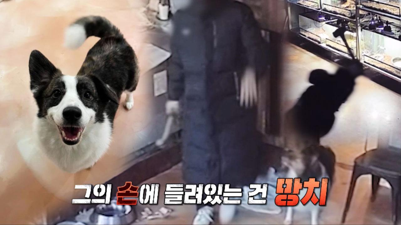 영양의 빛깔 좋은 고추로 만든 엄마손표 오리 볶음탕! | ZUM TV