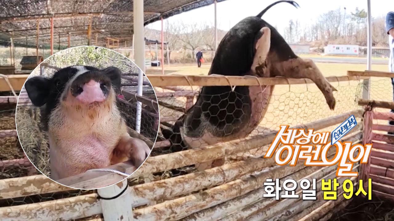[선공개] 믿을 수 없는 엄청난 점프력, 목장 탈출러 돼지 ‘저팔계’ | ZUM TV