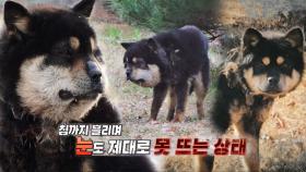 목을 조여오는 개 목걸이, 얼굴이 퉁퉁부은 위기의 깜순이