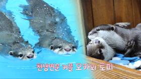 알콩달콩 수달네, 천생연분 커플 모카와 토피♥