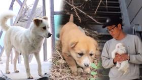 모성애와 공포 사이, 육아 주저견 ‘복순이’