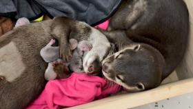 수달 대가족 탄생, 엄마가 된 모카 4남매 출산!