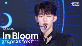 ZEROBASEONE(제로베이스원) - In Bloom @인기가요 inkigayo 20230730