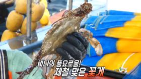싱싱함 그 자체! 제철 맞은 군산 꽃게