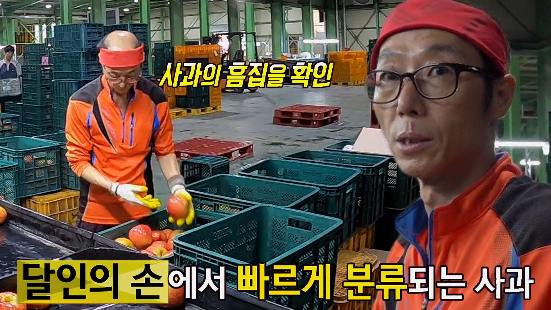 신속하고 정확한 눈썰미로 사과 선별하는 달인! | ZUM TV