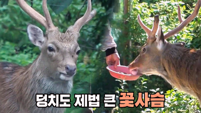 산골 마을 야산에 나타난 수상한 동물의 정체!