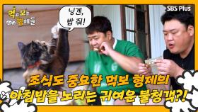 [먹보형 4회] 준현&세윤의 귀중한 아침밥을 노리는 귀여운 불청객!ㅣ먹고 보는 형제들 EP.04ㅣSBSPLUSㅣ화요일 저녁 8시 30분 방송
