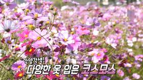 뛰고 뛰어도 끝이 보이지 않는 백만 송이 코스모스길★