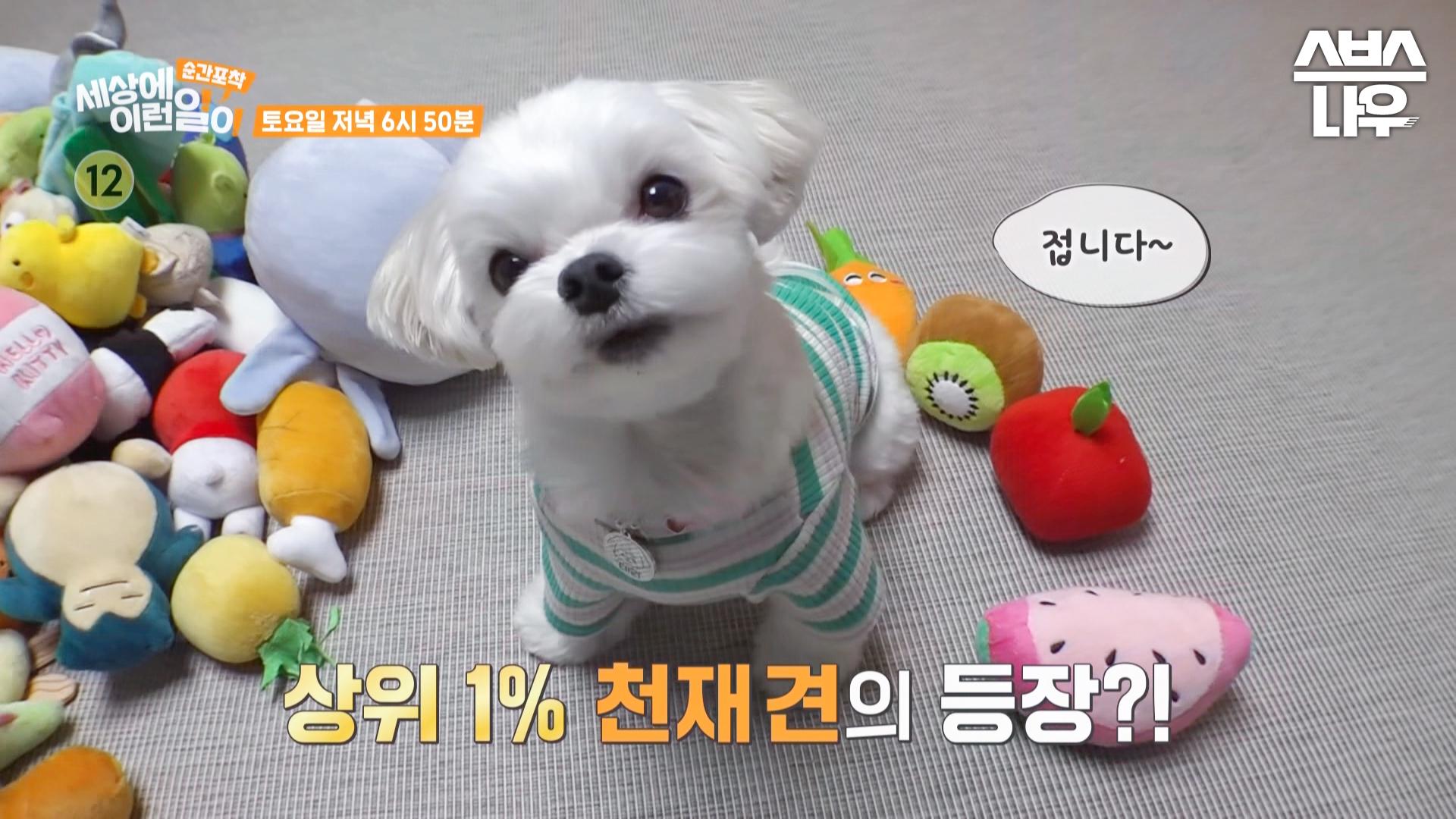 [예고] 백발백중 모든 인형들의 이름을 기억하는 상위 1% 천재견의 등장🐶 #순간포착세상에이런일이 #WhatonEarth | SBSNOW | ZUM TV