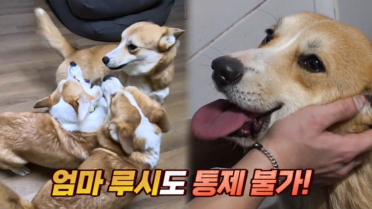 사고뭉치 웰시코기 4남매, ‘대한×민국×독립×만세’ | ZUM TV