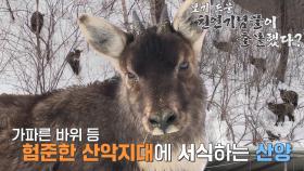 강원도 설산에 나타난 ‘천연기념물 산양’