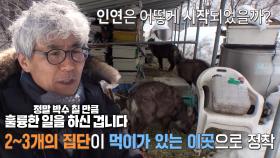 깊은 산속에 사는 산양 8마리가 산 밑으로 내려온 이유