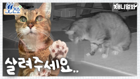 고양이가 만성 췌장염에 걸렸을때.. (Feat.당뇨)ㅣWhen Cat Has Chronic Pancreatitis..(ft. diabetes)
