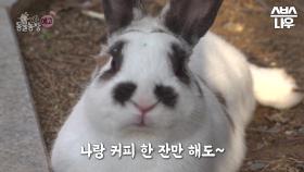 [예고] 강아지 사랑 직진 토끼가 떴다🤍 🐰: 사랑 앞에 종족은 상관없다고! #TV동물농장 #AnimalFarm | SBSNOW