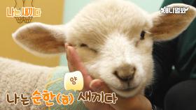 나는 태어난 지 29일된 양 새끼다 [애니멀봐 나새끼 71호]ㅣI’m 29 days old Baby Sheep [SBS Animal I’m A Baby 71st]