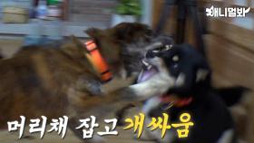 (상상초월) 절에서 벌어진 치열한 개싸움 구경할 사람 드루와ㅋㅋㅋㅣIntense Dog Fight (?) In A Temple. Who Wants to Watch?