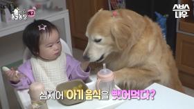 [예고] 표정 부자 톱모델 인절미의 뒷모습😱 심지어 아기 음식까지 뺏어 먹는다고?! #TV동물농장 #AnimalFarm | SBSNOW