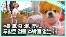 두발로 걸을 수밖에 없는 강아지, 쪼꼬의 기적과 같은 사연┃A Miracle-like Story of Choco, a Dog That Walks with Two Legs