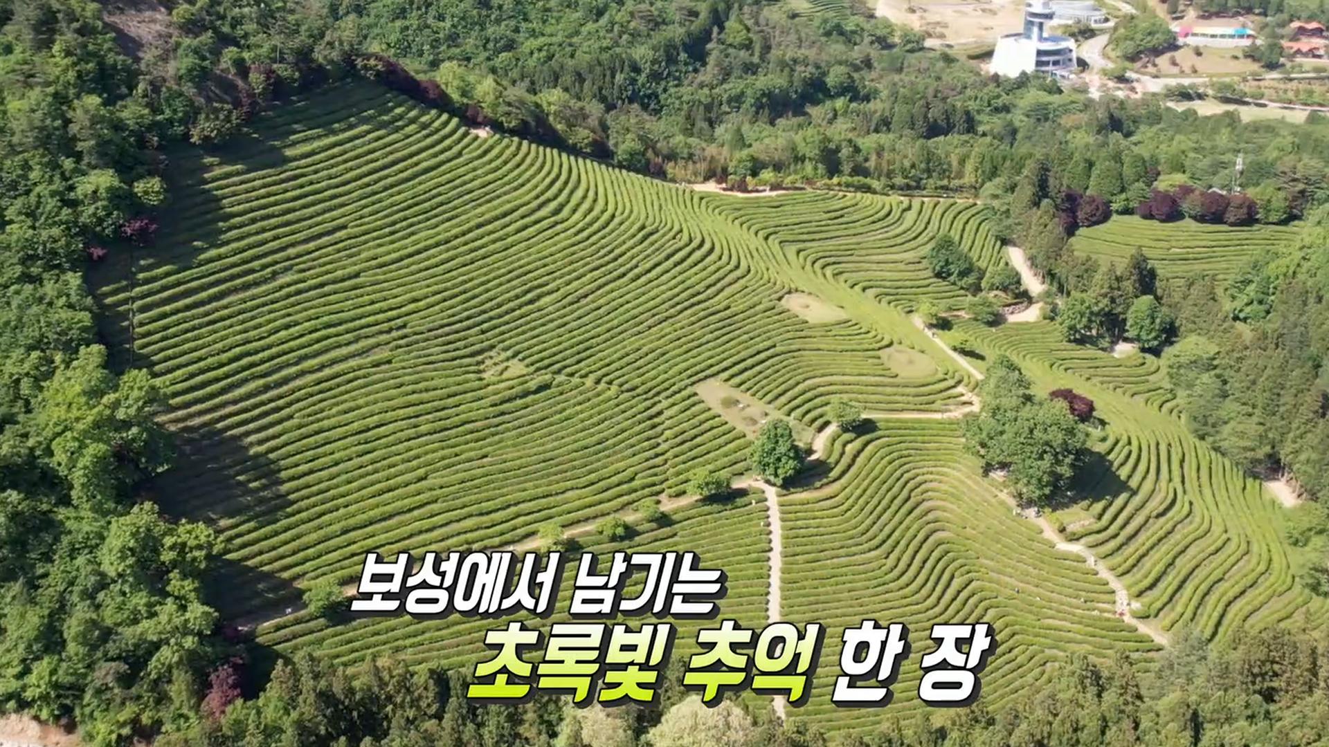초록의 향연! 향기 가득한 사진 명소 ‘보성 녹차밭’ | ZUM TV