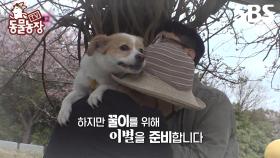 [예고] 우리 착한 강아지 꿀이🐶 꿀이를 위해 이별을 준비하려 합니다 | TV 동물농장 | SBS