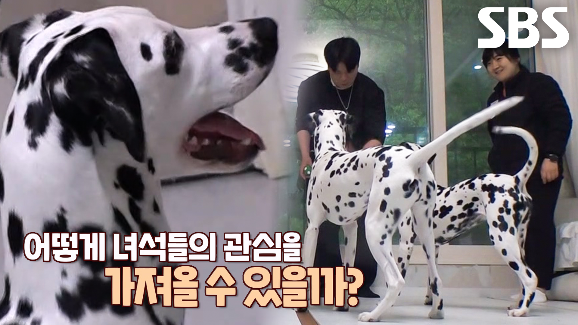 평화로운 신혼 생활 위한 사고뭉치 남매의 특급 훈련★ | ZUM TV