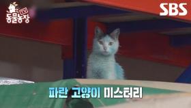 [예고] 보고도 믿기 어려운 파란색 아바타 고양이 미스터리🐱 | TV 동물농장 | SBS