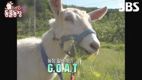 [예고] 농장에 등장한 G.O.A.T한 8년차 알바생! 12살 준범이의 달콤쌉쌀한 농장 일기🐐 | TV 동물농장 | SBS