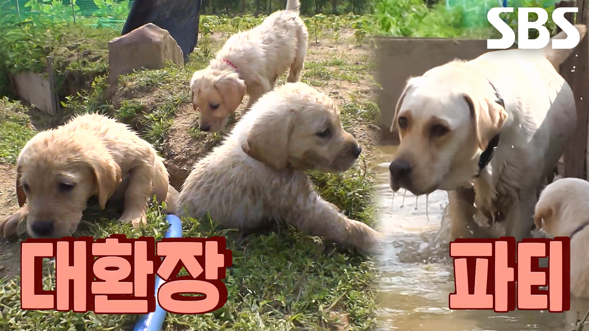 엄마 ‘달봉이’, 천방지축 새끼들 일탈에 고군분투 육아♨ | ZUM TV