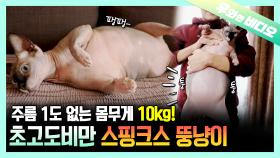 다이어트 절대 필수! 10kg의 뚱냥이 본적있냥?😺🐾┃Have You Ever Seen a Cat That Weighs 10kg? 😺🐾