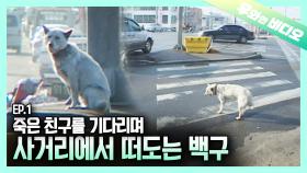 차가 다니는 위험한 사거리에 떠도는 백구의 사연은?┃A Hidden Story Behind a Stray Dog That Lives at an Intersection