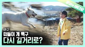 사거리를 떠돌던 개 2탄! 임시보호하던 백구, 다시 가출하다?!┃A Stray Dog On an Intersection! She Ran Away AGAIN?!