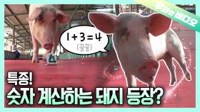 계산하는 천재라꿀🐷┃A Genius Piggy That Can Calculate 🐷