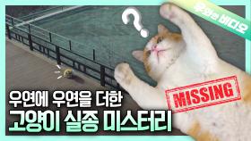 고양이가 없었는데 있었어요!┃Where Did This Kitty Cat Come From?