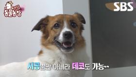 [예고] 요즘 트렌드 공사장st 인테리어 전문 강아지ㅋㅋ 인테리어까지 섭렵한(?) 만능 강아지 하루🐶 | TV 동물농장 | SBS