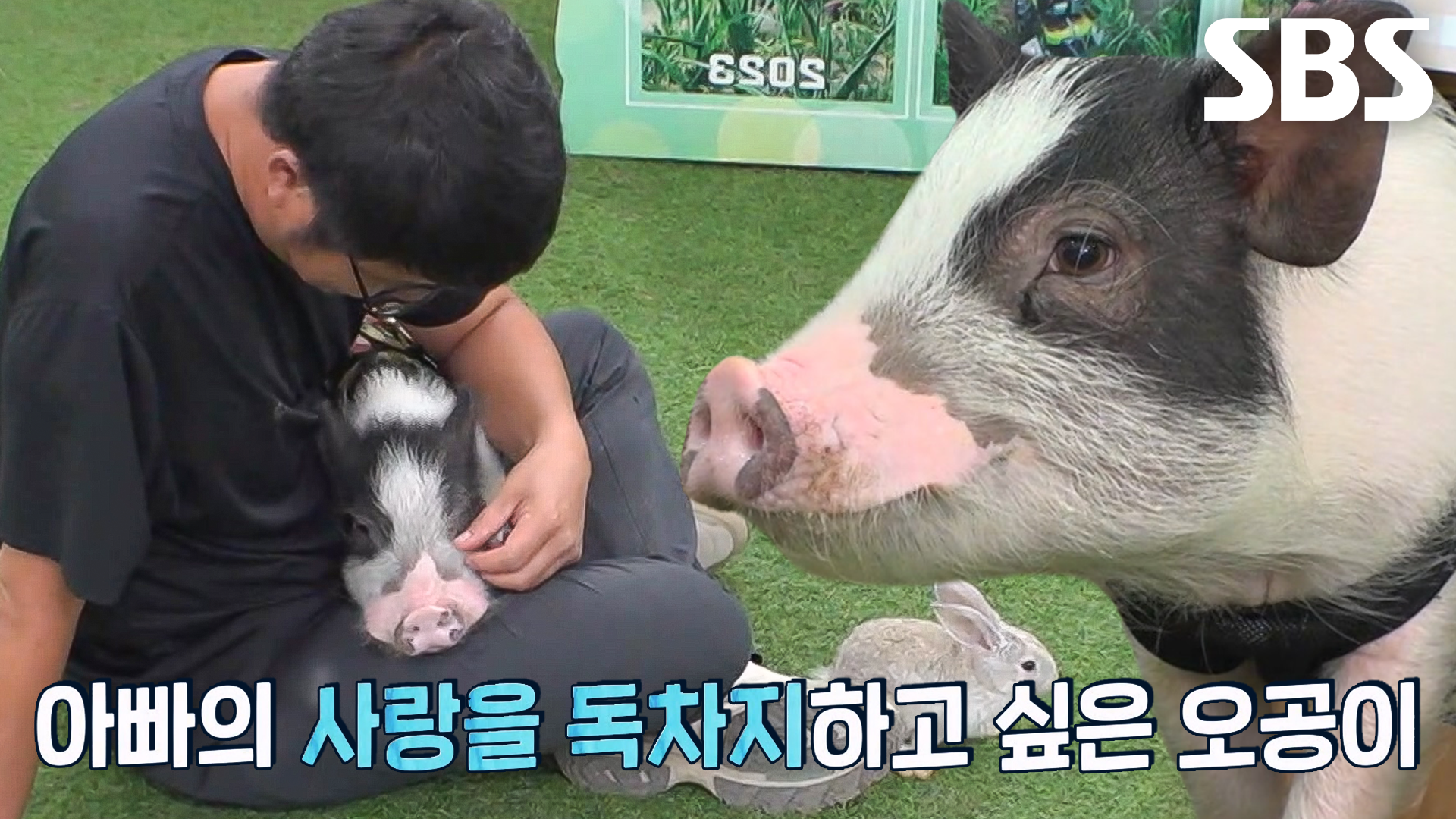아빠 팬클럽 회장 아기돼지 ‘손오공’ 등장★ | ZUM TV
