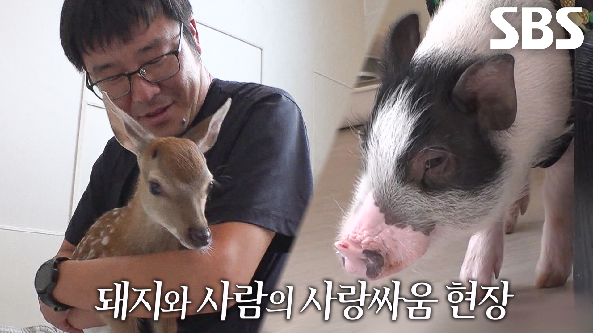 아빠의 밤비 사랑에 질투 폭발한 아기돼지 손오공♨ | ZUM TV