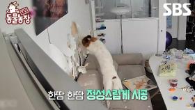 [예고] 한 땀 한 땀 정성스럽게 시공해 드립니다✨ 데코까지 가능한(?) 강아지 하루🐶 | TV 동물농장 | SBS