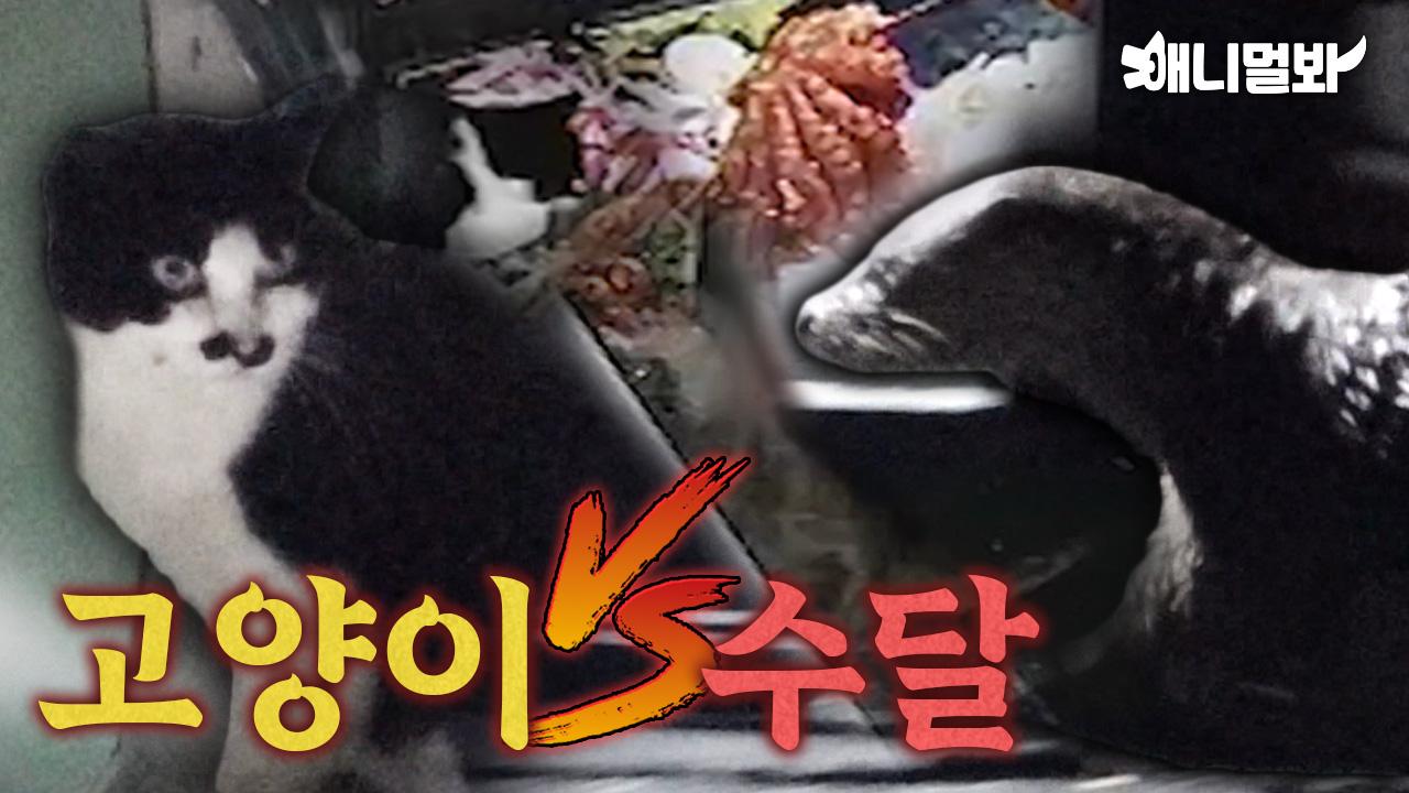 전어 맛집으로 소문나서 밤마다 야생 동물이 방문하는 횟집 (최대 피해자 사장님;;)ㅣIt is famous for the shads so the wild... 
