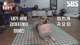 [예고] 엄친아 귀요미라고 들어봤니? 노래도 잘하고 애교도 잘하고 수영도 잘하는 우리 강아지🐶 | TV 동물농장 | SBS