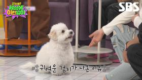 [예고] 엄지윤과 반려견 검지가 나온 이유?! 본격 반려동물 소소한 자랑 대회🥰 | 와!진짜? 세상에 이런일이 | SBS