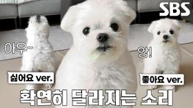 좋고 싫음이 확실한 강아지 ‘장군이’의 의사 표현법!