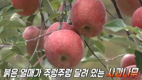 새콤달콤×아삭한 식감이 매력적인 꿀맛 나는 ‘청송 사과’